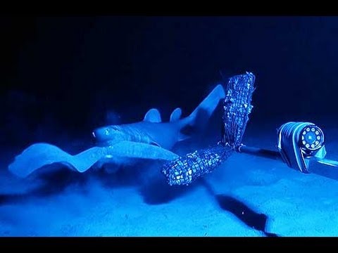 Scientists film hagfish anti-shark slime weapon