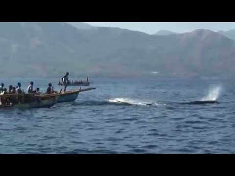 The Whale Hunters from Lamalera - Part 1 / Velrybáři z Lamalery - Část 1