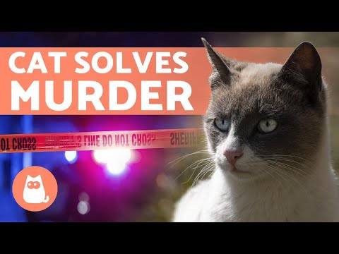 The CAT That helped SOLVE a MURDER 🙀 🐾