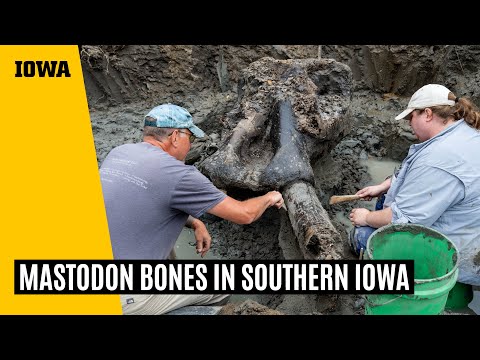 Unearthing mastodon bones in southern Iowa