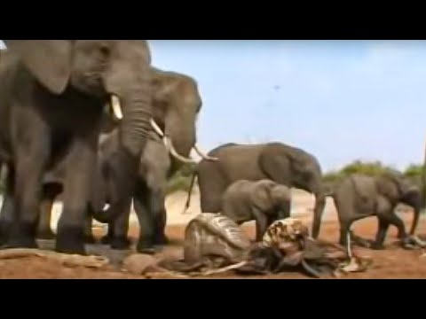 Elephants Mourn Their Dead | BBC Studios