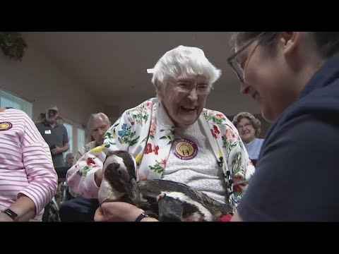104-year-old woman&#039;s wish to hold a penguin comes true | Get Uplifted
