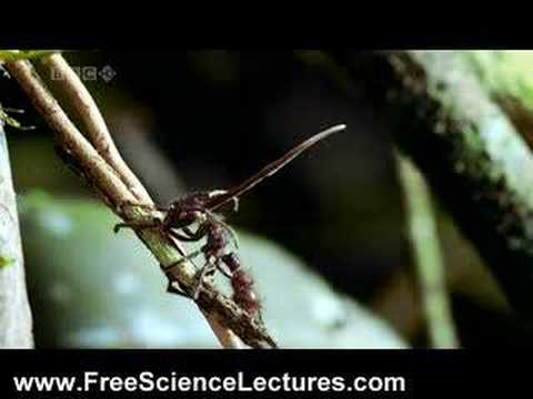 Cordyceps Fungus