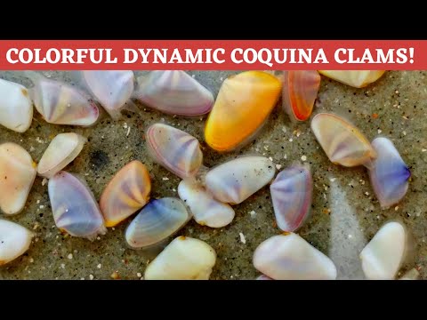 Sea shells! Everything you need to know about dynamic colorful Coquina Clams!