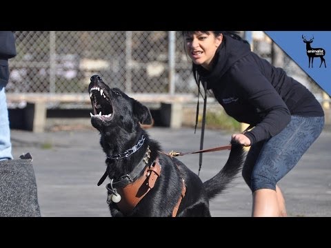 What Makes a Dog Aggressive?