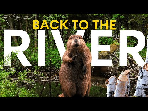 How Beavers Fully Revitalised This UK River