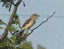 Northern Mockingbird Sings