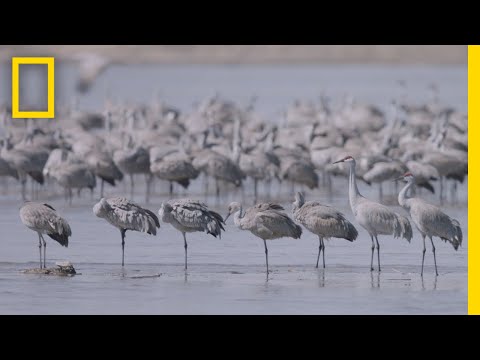 Thousands of Cranes Take Flight in One of Earth&#039;s Last Great Migrations | National Geographic