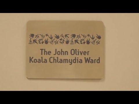 Irwins thank Russell Crowe and John Oliver for koala chlamydia clinic