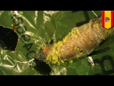 Plastic pollution: Plastic-eating caterpillars could help solve world’s trash problem - TomoNews