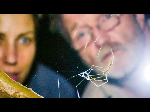 Net-Casting Spider Ensnares Prey | The Dark: Nature&#039;s Nighttime World | BBC Earth