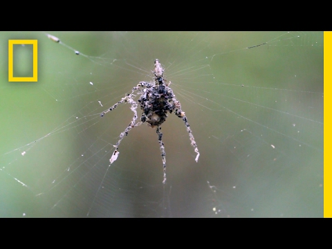 These Spiders Build Decoy Dummies of Themselves | National Geographic