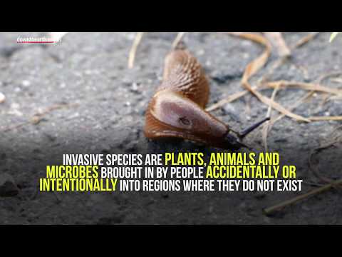 Threat of invasive alien species is increasing worldwide: International study