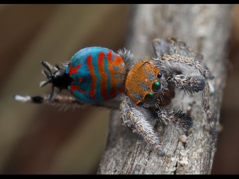 Top 10 Astonishingly Beautiful Spiders - 65