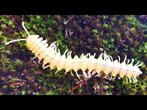 Top 10 Recently Discovered Creepy Crawlies - 11