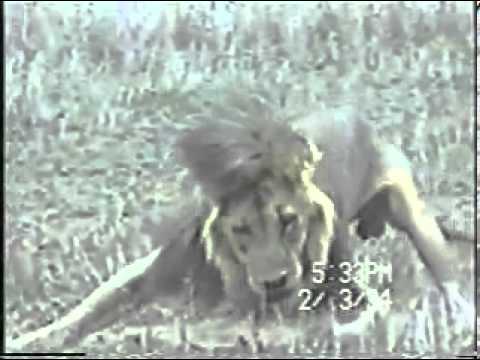 Lion with canine distemper has seizure