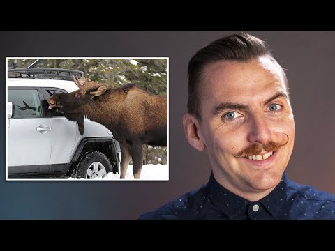 Moose Who Lick Cars Are Causing a Real Problem in Alberta