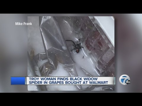 Woman finds black widow spider in bag of grapes from Troy Walmart