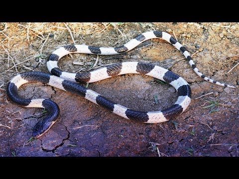 The Blue Krait &quot;Malayan Krait&quot; Snake Bite Venom (Bungarus Candidus)