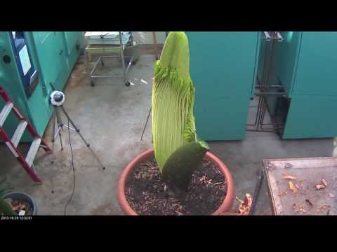 Perry the Corpse Flower Full Bloom Cycle 2013