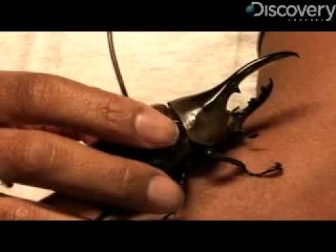 Hercules Beetle