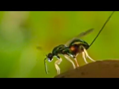 Oak Tree and Wasp Eggs | Life in the Undergrowth | BBC Studios