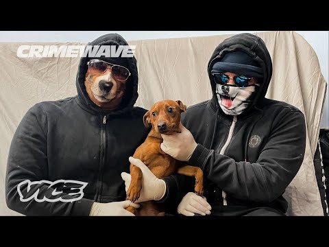 The Gangs That Steal Your Puppies | Crimewave