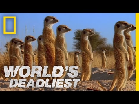 Meerkats&#039; Mob Rule | World&#039;s Deadliest