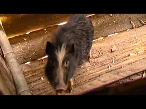 Toilet Pigs &amp; Other Animals | Tribe With Bruce Parry | BBC Studios