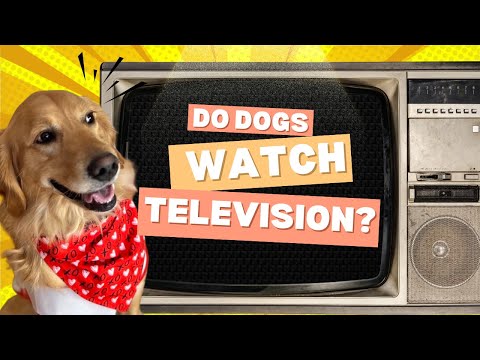 Do Dogs REALLY Watch Television?
