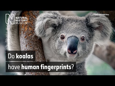 Whodunnit? How koalas could confuse crime scene investigators | Natural History Museum