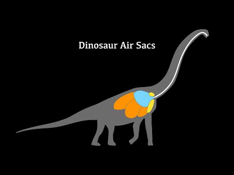 Dinosaur Air Sacs