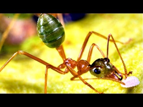 Incredible Edible Ants!!