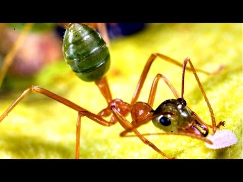 Ten Disease Carrying Bugs and Creepy Crawlies That Cure Diseases - 59