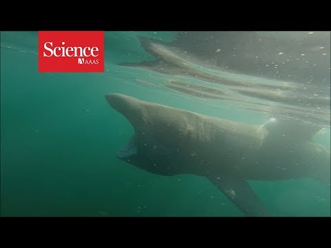 These sluggish basking sharks break through the water as quickly as great whites