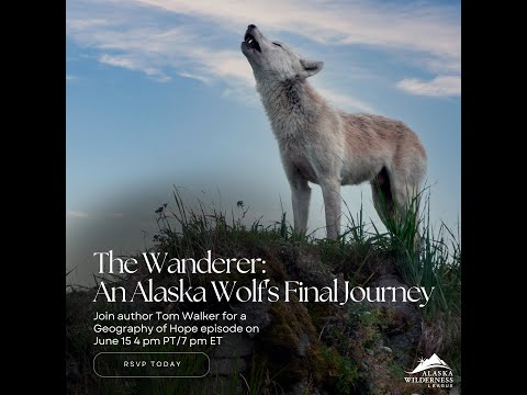 The Wanderer: An Alaska Wolf&#039;s Final Journey with author Tom Walker