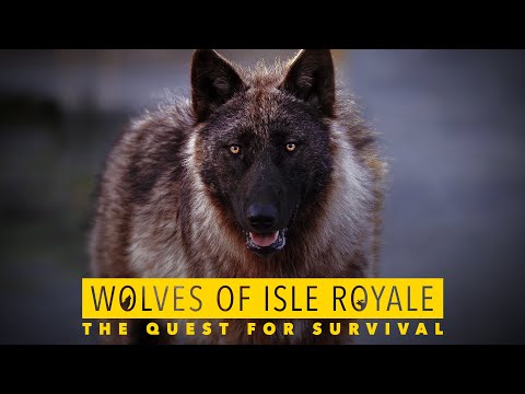 Wolves of Isle Royale: The Quest for Survival