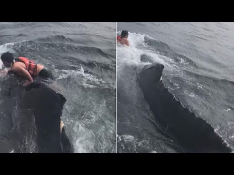 Man Climbs on Whale’s Back to Rescue It From Net