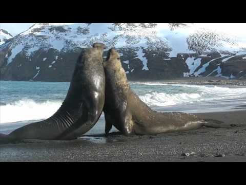 Elephant Seal fight on South Georgia Island