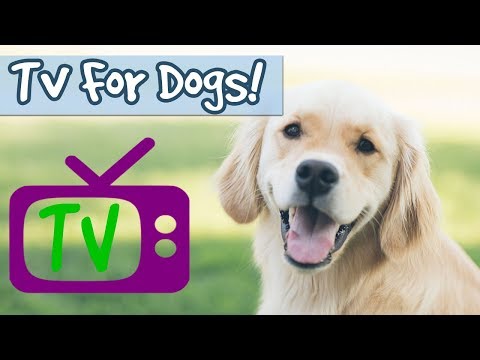 Dog Chill Out TV! Entertainment for Bored Dogs, Nature Visuals Combined with Relaxing Music for Dogs