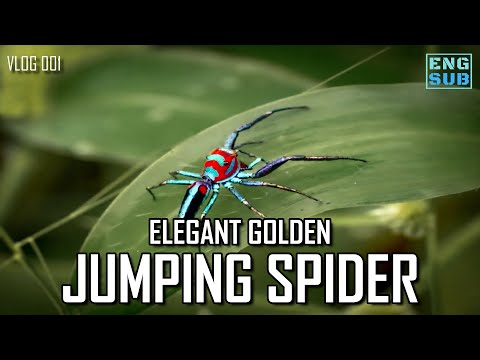Chrysilla lauta - Elegant Golden Jumping Spider