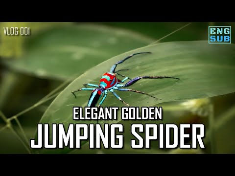 Top 10 Astonishingly Beautiful Spiders - 25