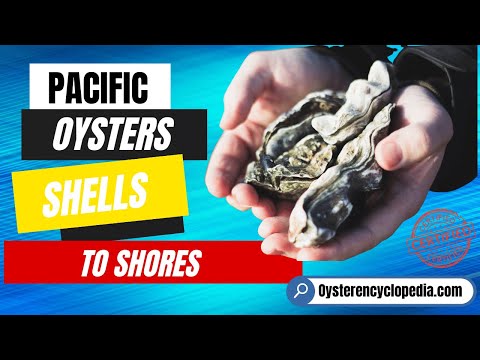 Pacific Oysters: The Kings of the Coast