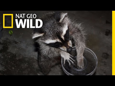 See Raccoons Pass Famous Intelligence Test | Nat Geo Wild