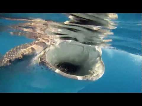 Whale Sharks, Isla Mujeres 2011 with Eli Martinez