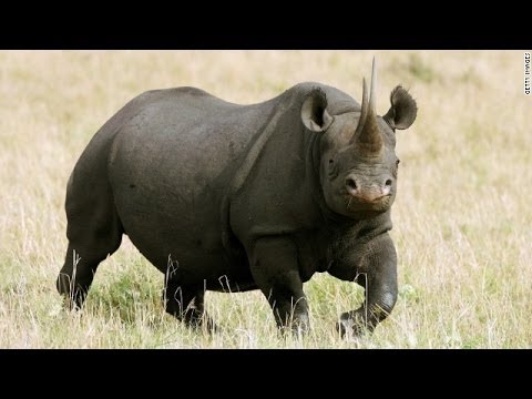 The Endangered Black Rhino Hunter (Interview with Corey Knowlton)