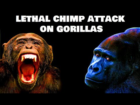 Lethal Coalitionary Chimpanzee Attack on Group of Gorillas