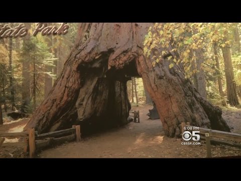 Storm Topples Iconic Giant Sequoia &#039;Tunnel&#039; Tree In Calaveras Park