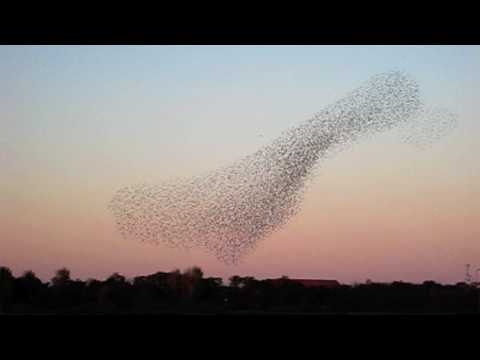 Starlings creates black Sun / Stære laver sort sol