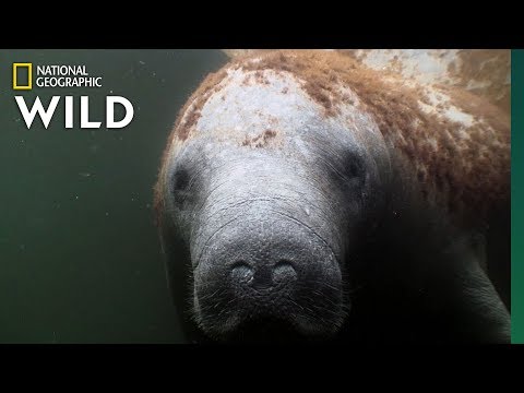 Manatees Are the &quot;Sea Cows&quot; of the Coasts | Nat Geo Wild